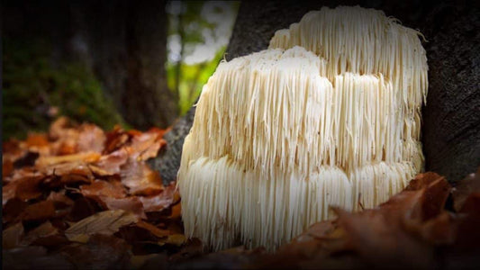 Unlocking the Power of Lion’s Mane Mushroom: A Natural Ally for Brain Health