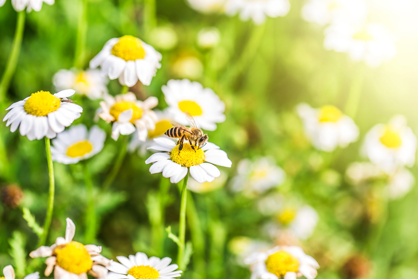 Buzz Bread Powder: A Blend of Bee Pollen, Enzymes, Propolis and Royal Jelly