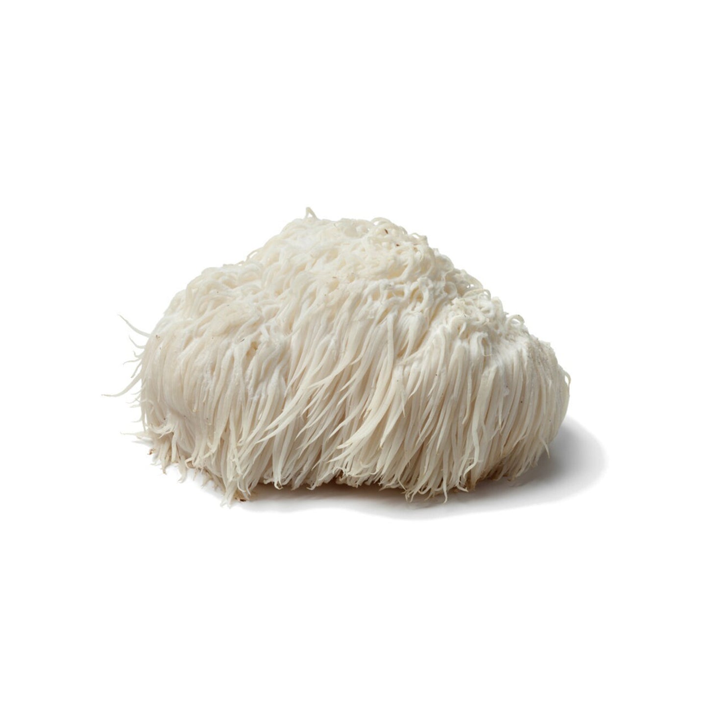 Lion's Mane Mushroom